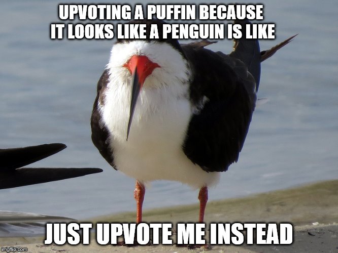 Even Less Popular Opinion Bird | UPVOTING A PUFFIN BECAUSE IT LOOKS LIKE A PENGUIN IS LIKE JUST UPVOTE ME INSTEAD | image tagged in even less popular opinion bird | made w/ Imgflip meme maker