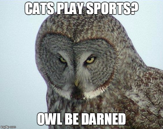 Angry Owl | CATS PLAY SPORTS? OWL BE DARNED | image tagged in angry owl | made w/ Imgflip meme maker