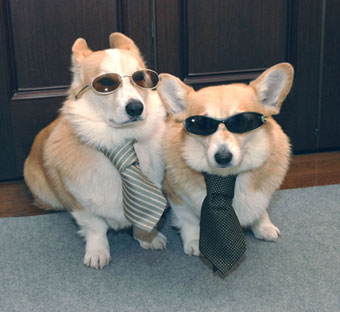 Corgis in suits Blank Meme Template