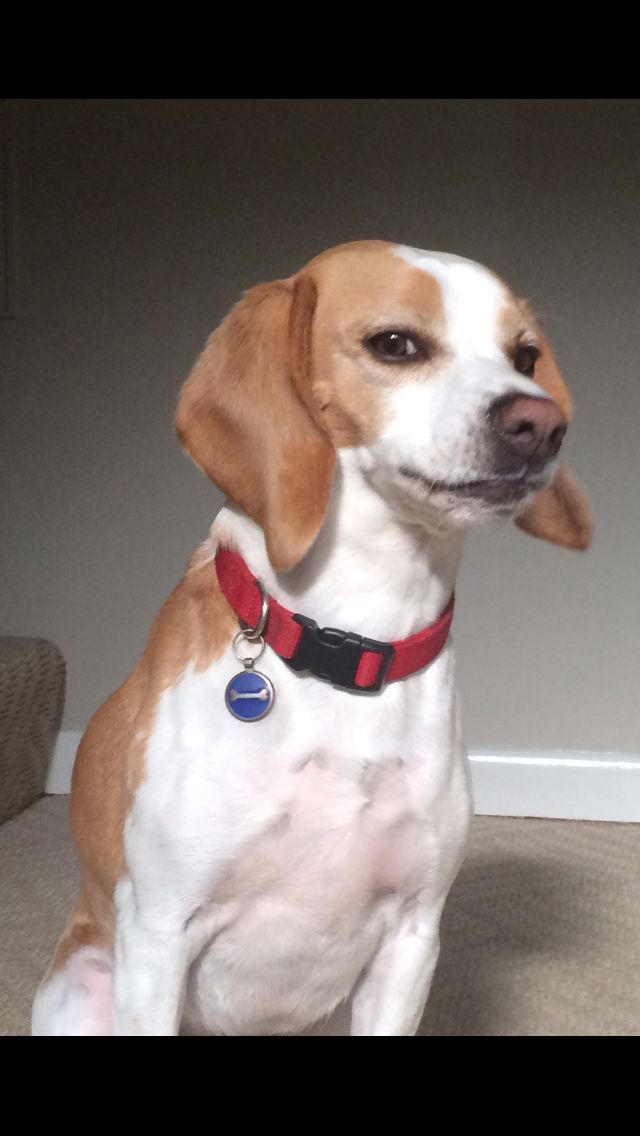 Skeptical beagle Blank Meme Template