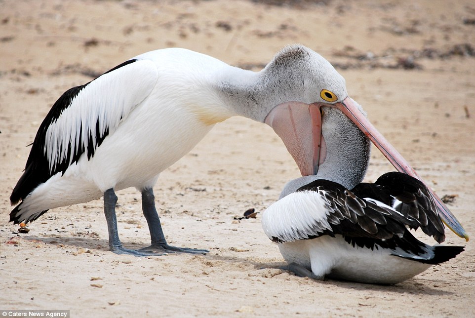 Pelican Checkup Blank Meme Template