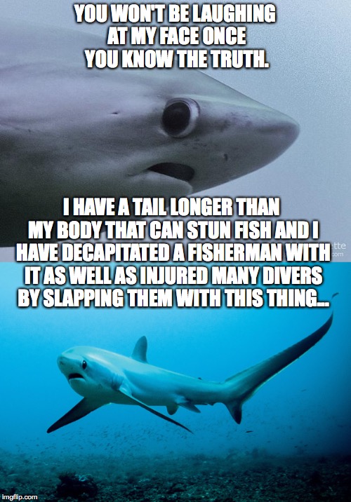 The Truth About The Awkward Shark | YOU WON'T BE LAUGHING AT MY FACE ONCE YOU KNOW THE TRUTH. I HAVE A TAIL LONGER THAN MY BODY THAT CAN STUN FISH AND I HAVE DECAPITATED A FISHERMAN WITH IT AS WELL AS INJURED MANY DIVERS BY SLAPPING THEM WITH THIS THING... | image tagged in shark,awkward shark,dangerous | made w/ Imgflip meme maker