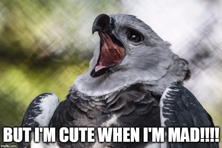 BUT I'M CUTE WHEN I'M MAD!!!! | made w/ Imgflip meme maker