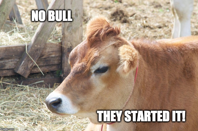 No Bull! They Started It! | NO BULL; THEY STARTED IT! | image tagged in trump,cowlebrity | made w/ Imgflip meme maker
