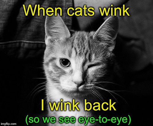 Communication in a blink | When cats wink; I wink back; (so we see eye-to-eye) | image tagged in memes,cats,blink,wink | made w/ Imgflip meme maker
