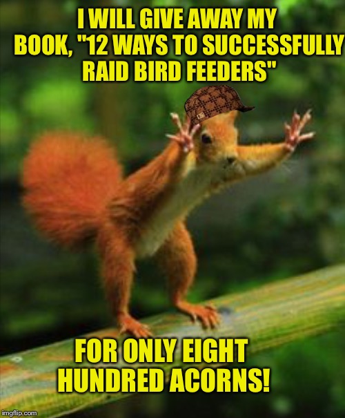 SCUMBAG SQUIRREL | I WILL GIVE AWAY MY BOOK, "12 WAYS TO SUCCESSFULLY RAID BIRD FEEDERS"; FOR ONLY EIGHT HUNDRED ACORNS! | image tagged in red squirrel,scumbag | made w/ Imgflip meme maker