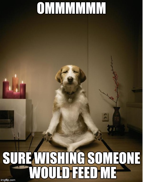 OMMMMMM; SURE WISHING SOMEONE WOULD FEED ME | image tagged in dog,meditation | made w/ Imgflip meme maker
