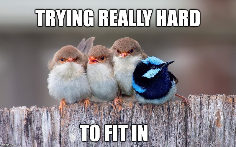 Fit in | TRYING REALLY HARD; TO FIT IN | image tagged in memes | made w/ Imgflip meme maker