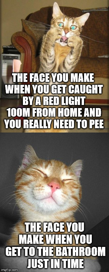 Gotta Pee Kitty | THE FACE YOU MAKE WHEN YOU GET CAUGHT BY A RED LIGHT 100M FROM HOME AND YOU REALLY NEED TO PEE; THE FACE YOU MAKE WHEN YOU GET TO THE BATHROOM JUST IN TIME | image tagged in kitty,cat,gotta go cat | made w/ Imgflip meme maker