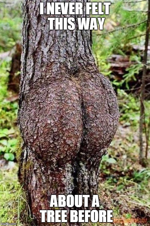 Sexy Tree | I NEVER FELT THIS WAY; ABOUT A TREE BEFORE | image tagged in sexy tree | made w/ Imgflip meme maker