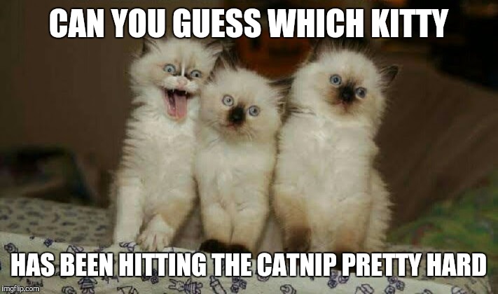 Whoa check out that kitty smile | CAN YOU GUESS WHICH KITTY; HAS BEEN HITTING THE CATNIP PRETTY HARD | image tagged in kitty,meme | made w/ Imgflip meme maker