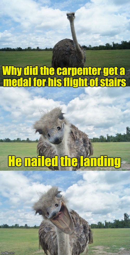 Rising in his profession | Why did the carpenter get a medal for his flight of stairs; He nailed the landing | image tagged in bad pun ostrich | made w/ Imgflip meme maker