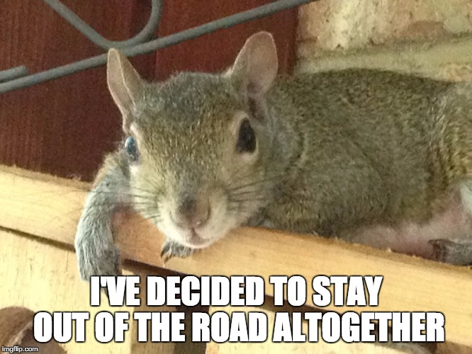 Squirrel Philosopher | I'VE DECIDED TO STAY OUT OF THE ROAD ALTOGETHER | image tagged in squirrel philosopher | made w/ Imgflip meme maker