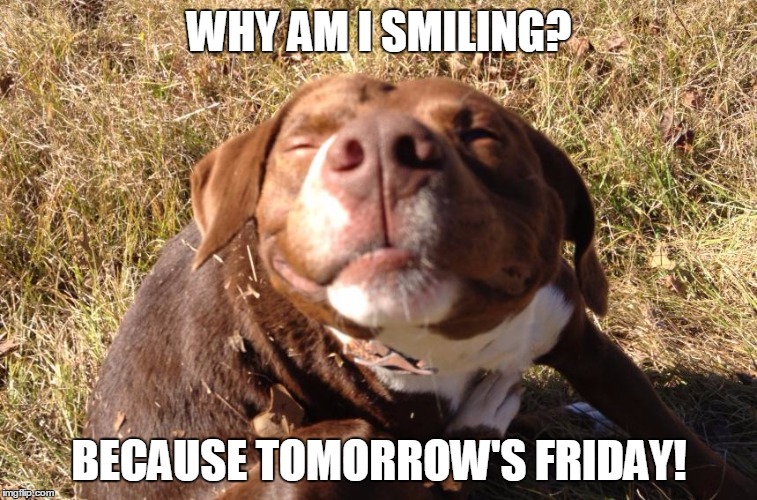 Dog in the sun smiling | WHY AM I SMILING? BECAUSE TOMORROW'S FRIDAY! | image tagged in dog in the sun smiling | made w/ Imgflip meme maker