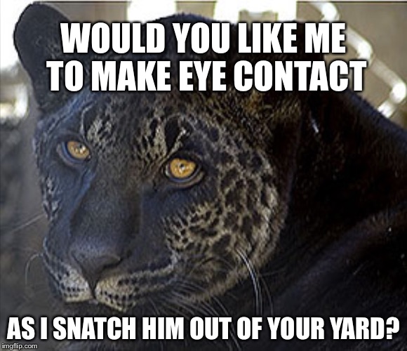 DARK JAGLION I | WOULD YOU LIKE ME TO MAKE EYE CONTACT AS I SNATCH HIM OUT OF YOUR YARD? | image tagged in dark jaglion i | made w/ Imgflip meme maker