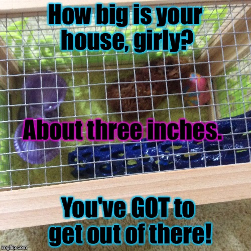 How big is your house, girly? About three inches. You've GOT to get out of there! | image tagged in steve harvey | made w/ Imgflip meme maker