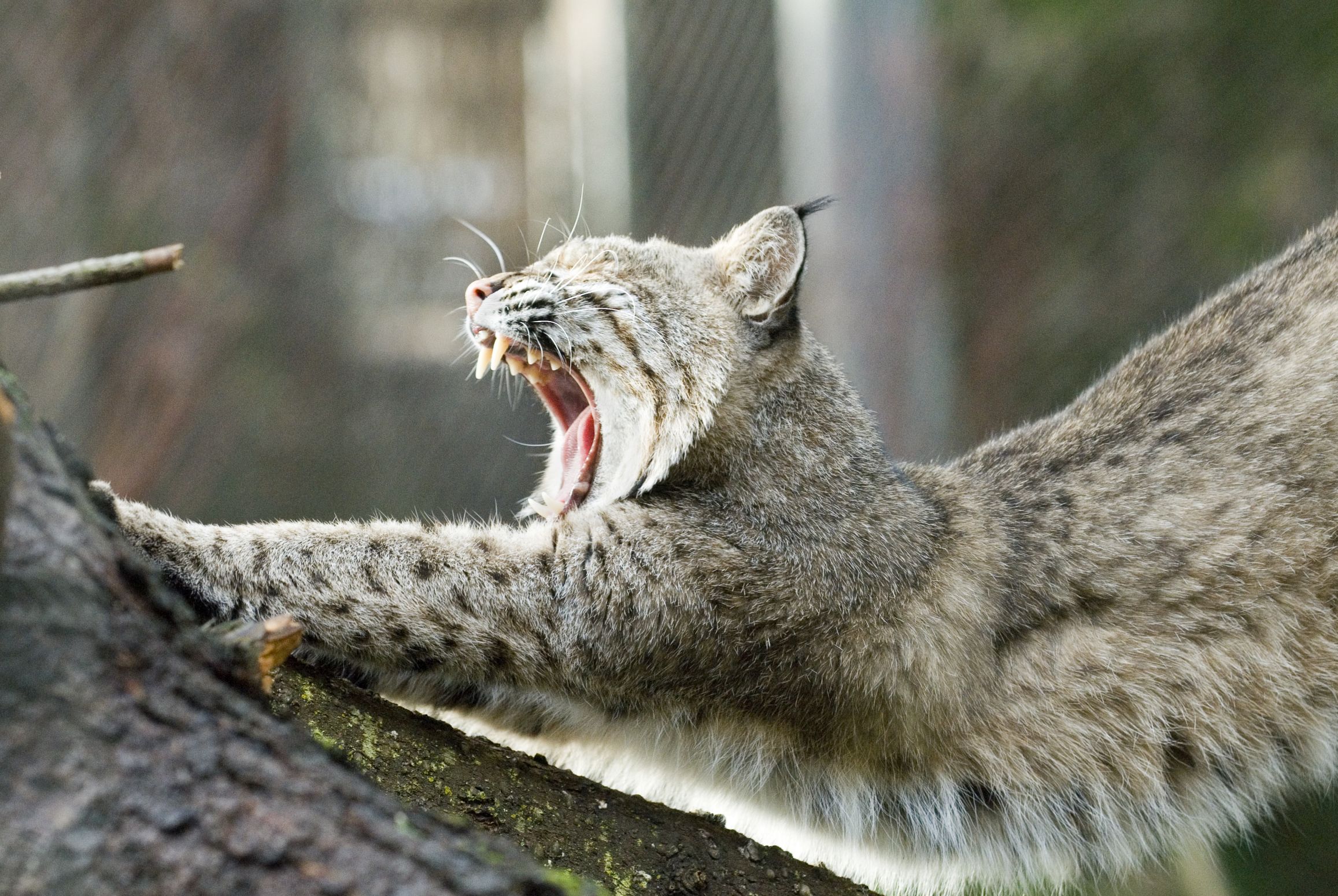 High Quality bobcat Blank Meme Template