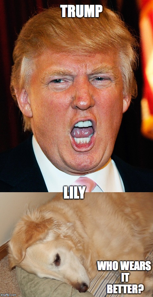 Who wears it better | TRUMP; LILY; WHO WEARS IT BETTER? | image tagged in trump toupee | made w/ Imgflip meme maker