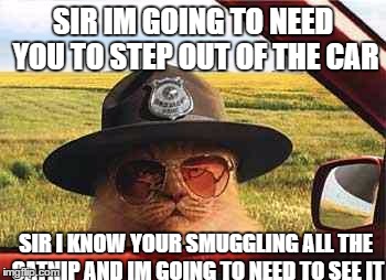 Catnip smuggler | SIR IM GOING TO NEED YOU TO STEP OUT OF THE CAR; SIR I KNOW YOUR SMUGGLING ALL THE CATNIP AND IM GOING TO NEED TO SEE IT | image tagged in avo2484catsheriff | made w/ Imgflip meme maker