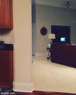 Melmy | image tagged in gifs,dogs | made w/ Imgflip video-to-gif maker