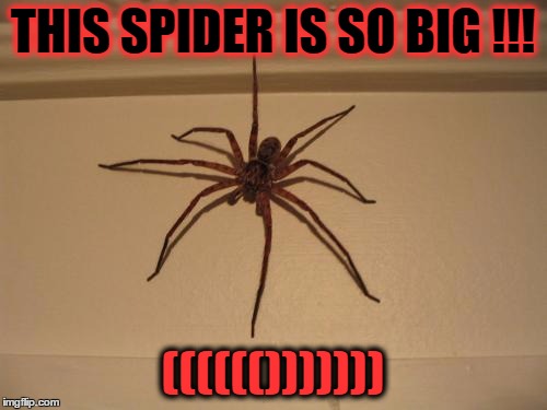 Scumbag Spider | THIS SPIDER IS SO BIG !!! (((((())))))) | image tagged in scumbag spider | made w/ Imgflip meme maker