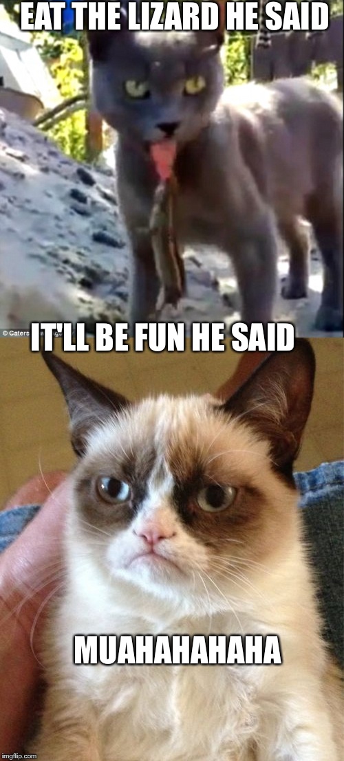 How about a game of Simon Says | EAT THE LIZARD HE SAID; IT'LL BE FUN HE SAID; MUAHAHAHAHA | image tagged in grumpy cat,lizard,memes,lol | made w/ Imgflip meme maker