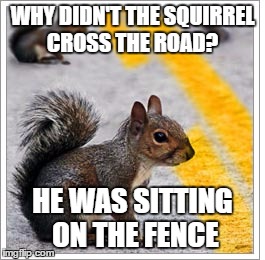 WHY DIDN'T THE SQUIRREL CROSS THE ROAD? HE WAS SITTING ON THE FENCE | made w/ Imgflip meme maker