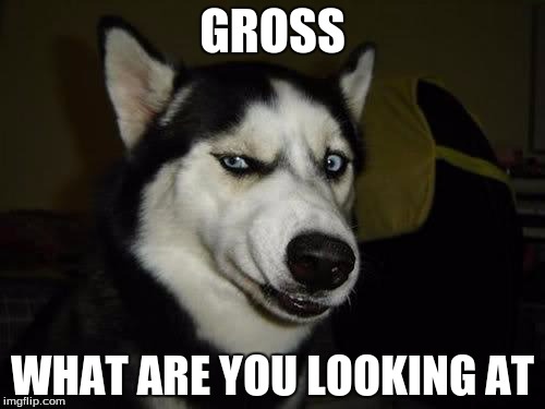 Funny Dog | GROSS; WHAT ARE YOU LOOKING AT | image tagged in funny dog | made w/ Imgflip meme maker