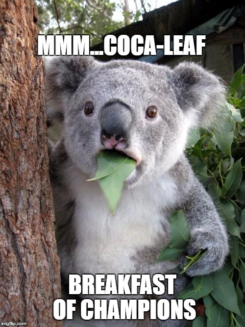 Surprised Koala | MMM...COCA-LEAF; BREAKFAST OF CHAMPIONS | image tagged in memes,surprised koala | made w/ Imgflip meme maker