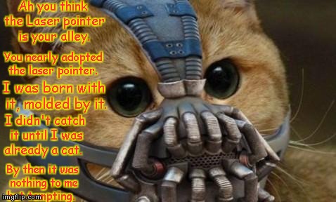 Bane Cat | Ah you think the Laser pointer is your alley. You nearly adopted the laser pointer. I was born with it, molded by it. I didn't catch it until I was already a cat. By then it was nothing to me but tempting. | image tagged in bane cat | made w/ Imgflip meme maker