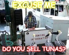 EXCUSE ME; DO YOU SELL TUNAS? | image tagged in pelicans | made w/ Imgflip meme maker