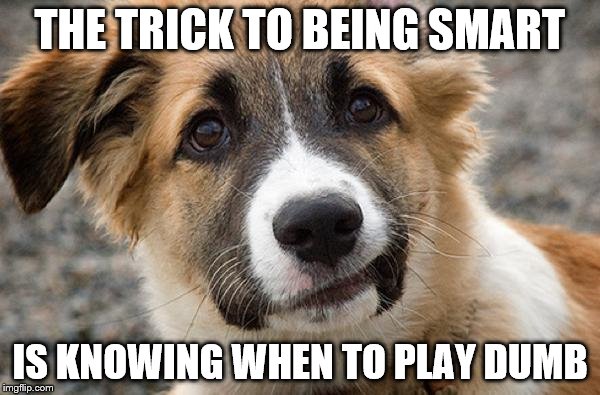 The trick to being smart | THE TRICK TO BEING SMART; IS KNOWING WHEN TO PLAY DUMB | image tagged in confused dog | made w/ Imgflip meme maker