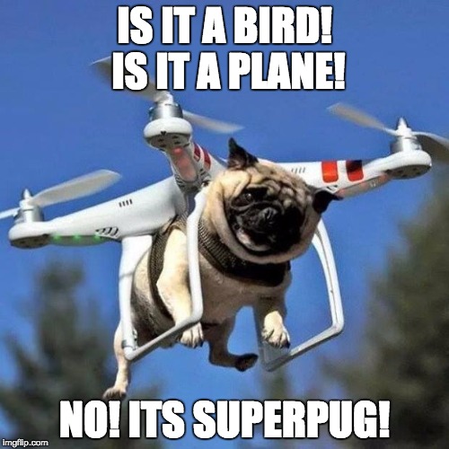 Flying Pug | IS IT A BIRD! IS IT A PLANE! NO! ITS SUPERPUG! | image tagged in flying pug | made w/ Imgflip meme maker