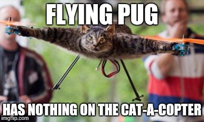 FLYING PUG HAS NOTHING ON THE CAT-A-COPTER | made w/ Imgflip meme maker