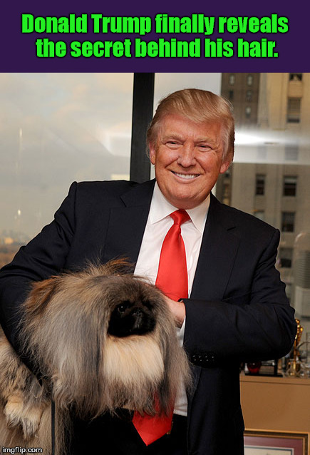 Donald Trump finally reveals the secret behind his hair. | image tagged in donald trump,trump,hair,secret,dog,pekingnese | made w/ Imgflip meme maker
