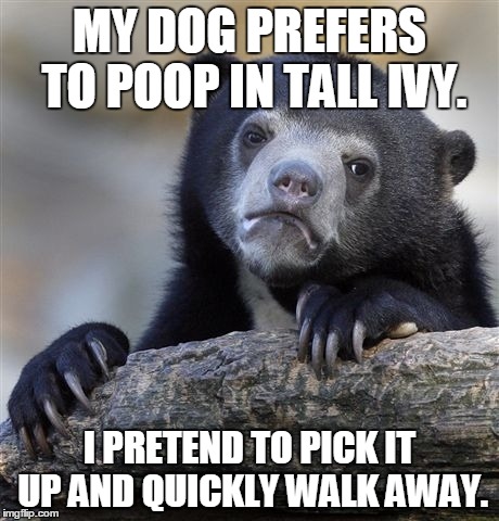 Confession Bear Meme | MY DOG PREFERS TO POOP IN TALL IVY. I PRETEND TO PICK IT UP AND QUICKLY WALK AWAY. | image tagged in memes,confession bear,AdviceAnimals | made w/ Imgflip meme maker