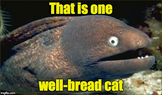 That is one well-bread cat | made w/ Imgflip meme maker