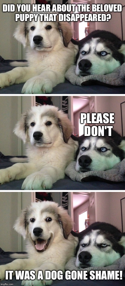 Bad pun dogs | DID YOU HEAR ABOUT THE BELOVED PUPPY THAT DISAPPEARED? PLEASE DON'T; IT WAS A DOG GONE SHAME! | image tagged in bad pun dogs | made w/ Imgflip meme maker