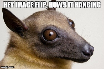 friendly fruit bat | HEY IMAGE FLIP, HOWS IT HANGING | image tagged in animeme | made w/ Imgflip meme maker
