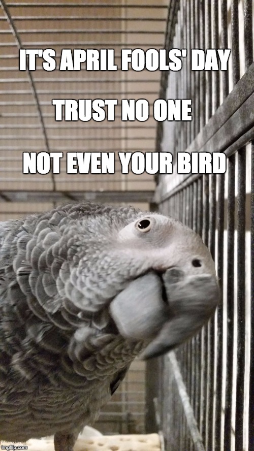 April Fools' Day | TRUST NO ONE; IT'S APRIL FOOLS' DAY; NOT EVEN YOUR BIRD | image tagged in april fools day,african grey,funny,trust no one | made w/ Imgflip meme maker
