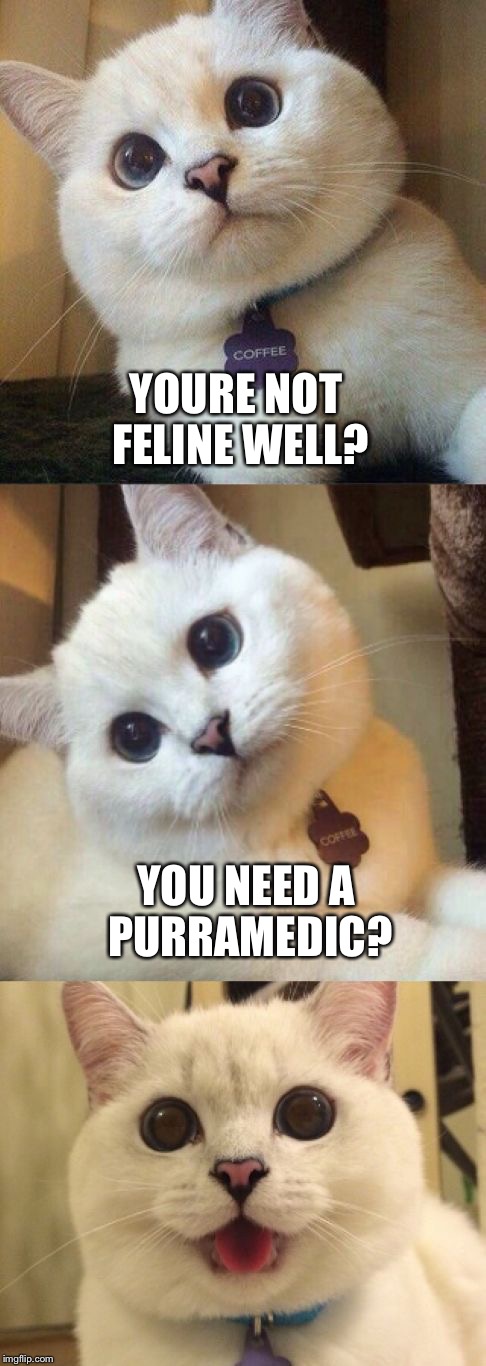 Bad Pun Cat | YOURE NOT FELINE WELL? YOU NEED A PURRAMEDIC? | image tagged in bad pun cat,memes | made w/ Imgflip meme maker