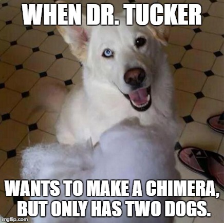 Poor Dr. Tucker | WHEN DR. TUCKER; WANTS TO MAKE A CHIMERA, BUT ONLY HAS TWO DOGS. | image tagged in fullmetal alchemist | made w/ Imgflip meme maker