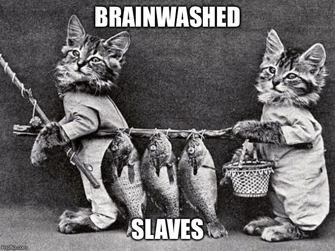 Ancient Feline Fun | BRAINWASHED SLAVES | image tagged in ancient feline fun | made w/ Imgflip meme maker
