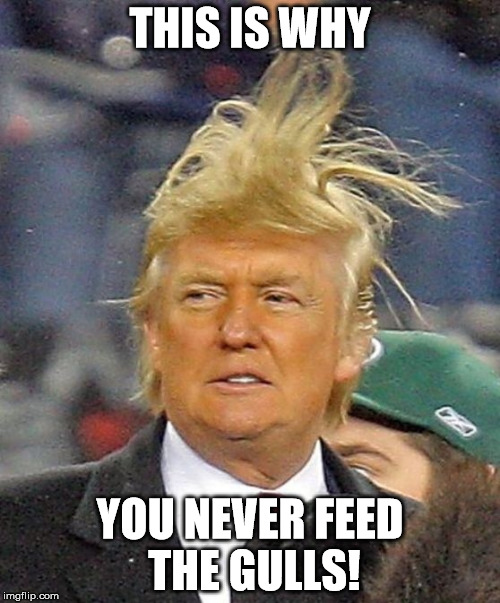 They grow big. | THIS IS WHY; YOU NEVER FEED THE GULLS! | image tagged in donald trumph hair | made w/ Imgflip meme maker