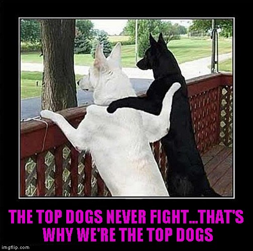 THE TOP DOGS NEVER FIGHT...THAT'S WHY WE'RE THE TOP DOGS | made w/ Imgflip meme maker