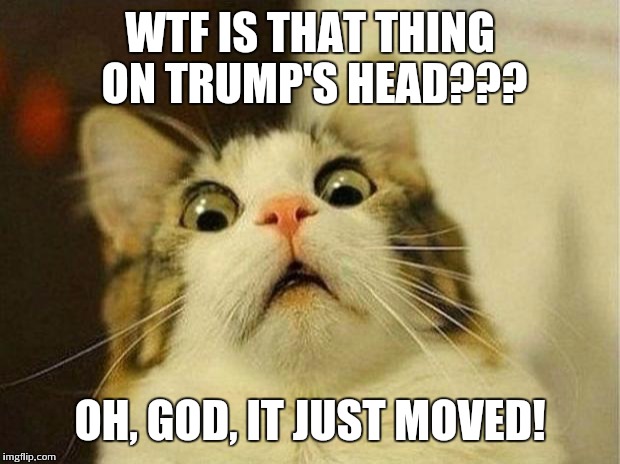 Scared Cat Meme | WTF IS THAT THING ON TRUMP'S HEAD??? OH, GOD, IT JUST MOVED! | image tagged in memes,scared cat | made w/ Imgflip meme maker