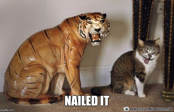 Cat mocking tiger statue licking fur | NAILED IT | image tagged in cat mocking tiger statue licking fur | made w/ Imgflip meme maker