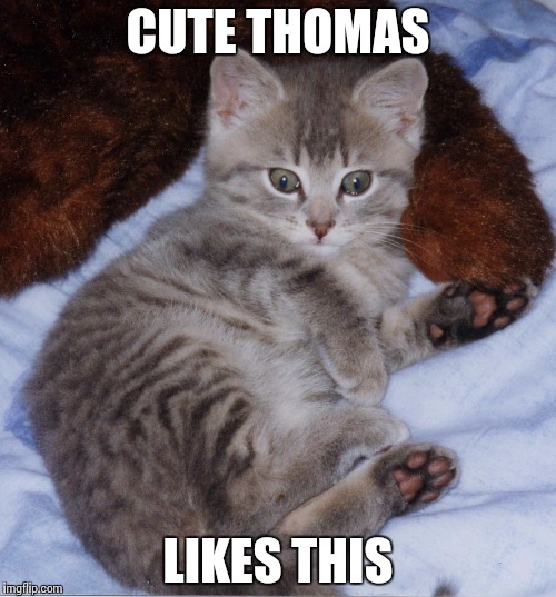 Cute_Thomas_Kitten | CUTE THOMAS LIKES THIS | image tagged in cute_thomas_kitten | made w/ Imgflip meme maker