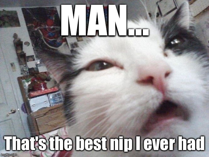Stoned cat | MAN... That's the best nip I ever had | image tagged in stoned cat | made w/ Imgflip meme maker