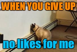 When You Give Up | WHEN YOU GIVE UP; no likes for me | image tagged in give up cat | made w/ Imgflip meme maker